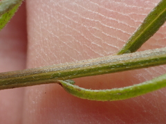 Erigeron foliosus franciscensis