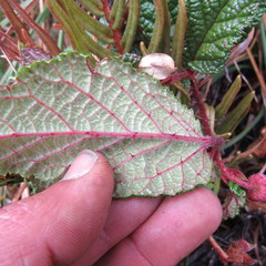 Rubus acanthophyllos