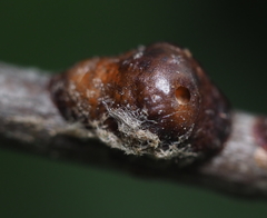 Parthenolecanium corni