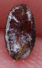 Parthenolecanium corni