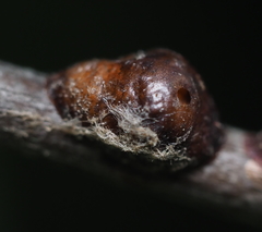 Parthenolecanium corni