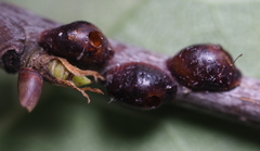 Parthenolecanium corni