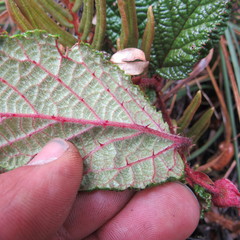 Rubus acanthophyllos