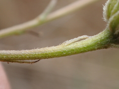 Erigeron foliosus franciscensis