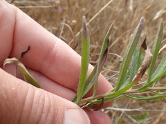 Erigeron foliosus franciscensis