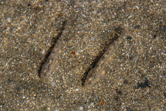 Eucyclogobius newberryi