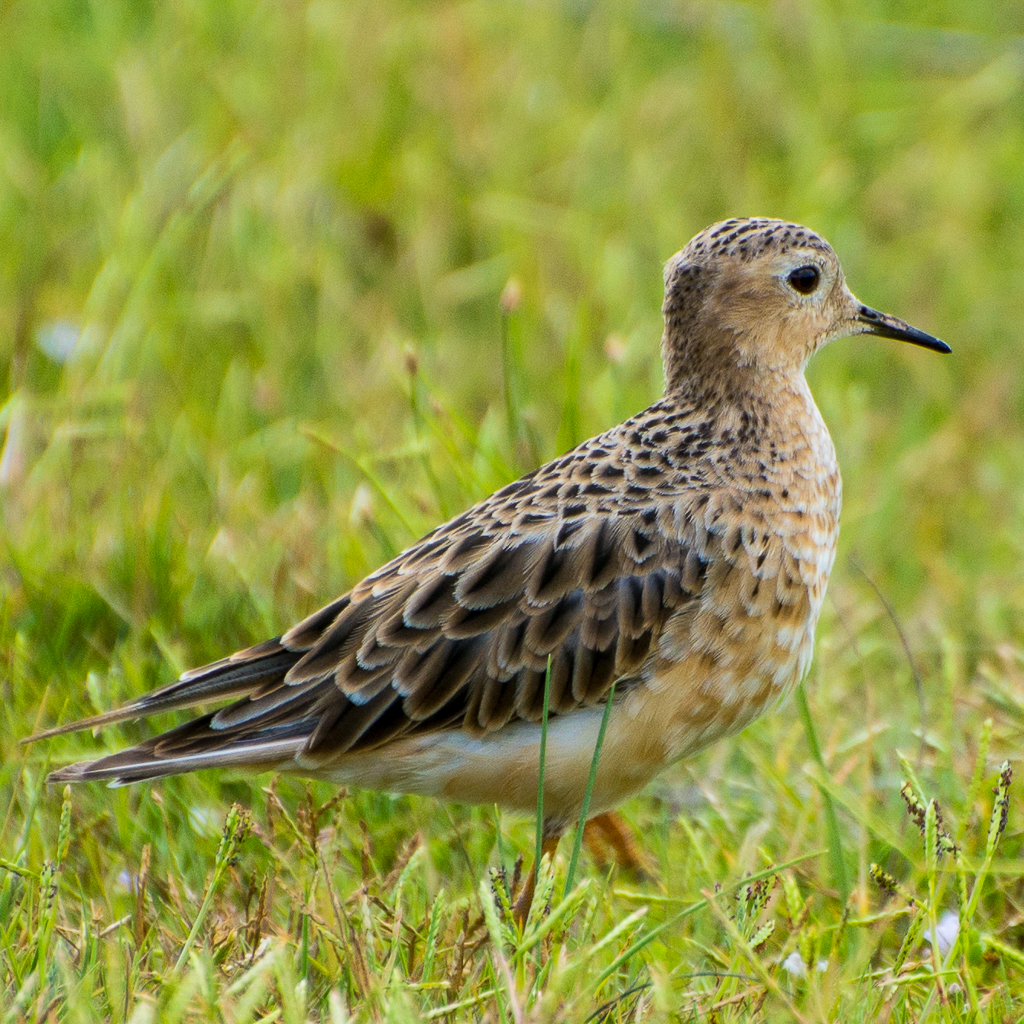 Buff-breasted Sandpiper