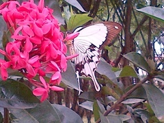 Papilio dardanus dardanus