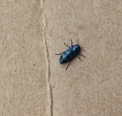 Chrysobothris chlorocephala