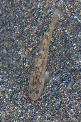 Eucyclogobius newberryi