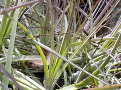 Abronia lythrochila