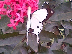 Papilio dardanus dardanus