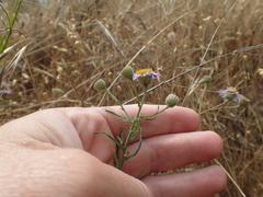Erigeron foliosus franciscensis