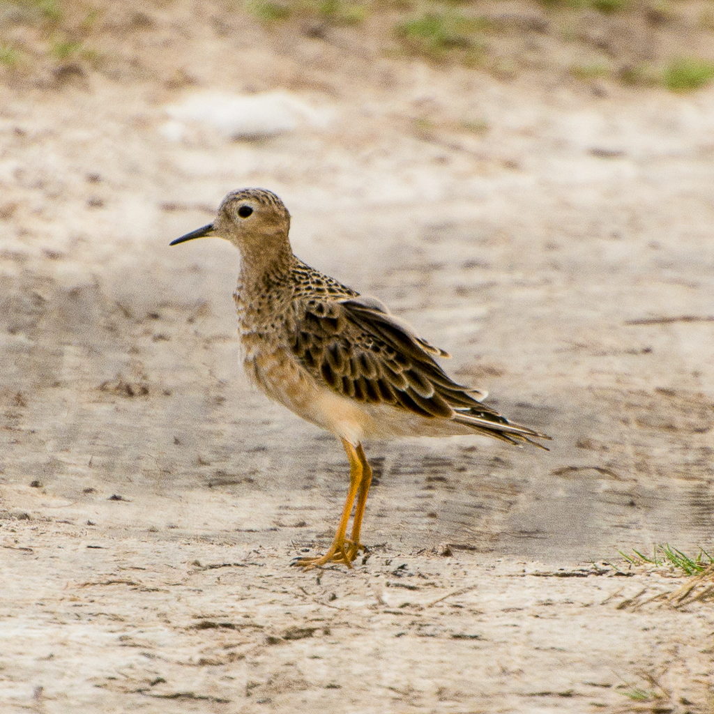 Buff-breasted Sandpiper