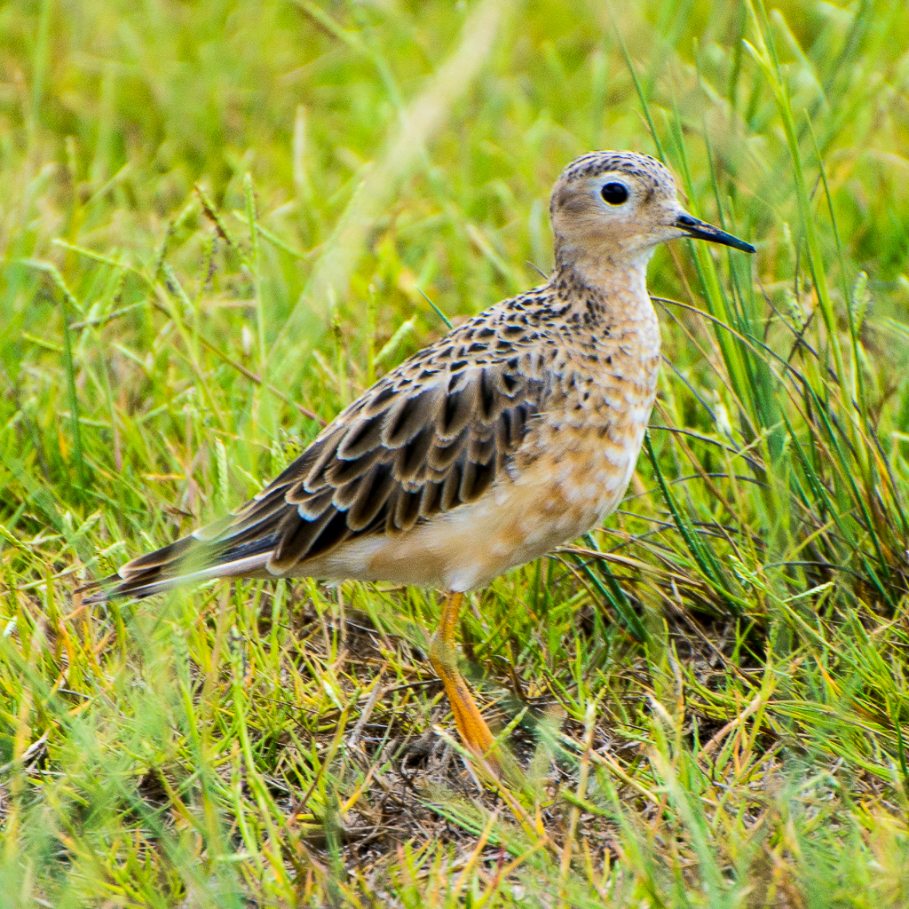 Buff-breasted Sandpiper