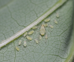 Illinoia liriodendri