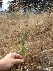 Erigeron foliosus franciscensis
