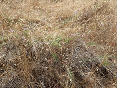 Erigeron foliosus franciscensis