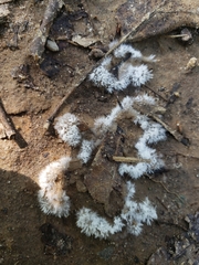 Fungi