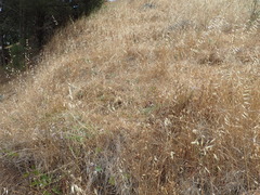 Erigeron foliosus franciscensis