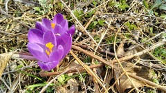 Crocus vernus