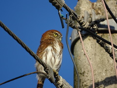 Glaucidium brasilianum