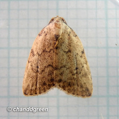 Anachrostis