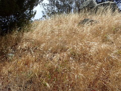 Erigeron foliosus franciscensis