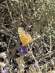 Speyeria callippe macaria