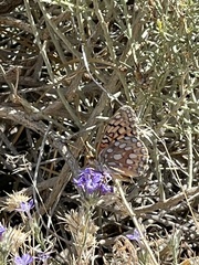 Speyeria callippe macaria