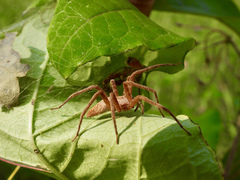 Pisaurina