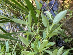 Salix prolixa