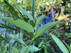 Salix prolixa
