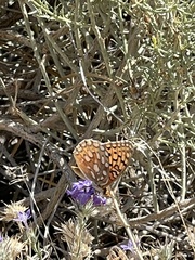 Speyeria callippe macaria
