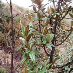 Miconia salicifolia