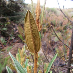 Miconia salicifolia