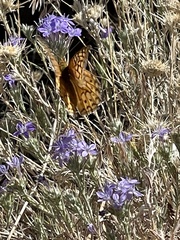 Speyeria callippe macaria