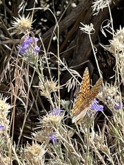 Speyeria callippe macaria