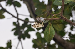 Papilio dardanus dardanus