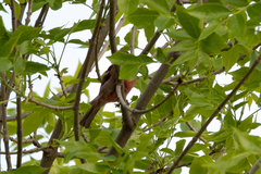 Haemorhous purpureus