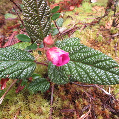Rubus acanthophyllos