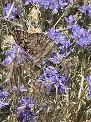Speyeria callippe macaria