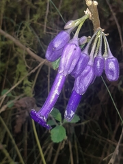 Iochroma calycinum