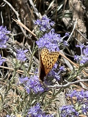 Speyeria callippe macaria