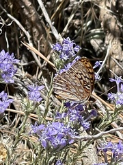 Speyeria callippe macaria