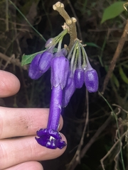 Iochroma calycinum