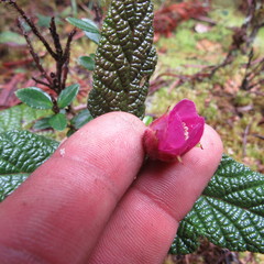 Rubus acanthophyllos