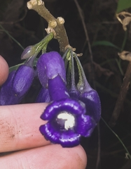 Iochroma calycinum