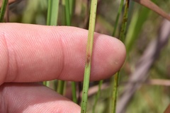 Scleria baldwinii