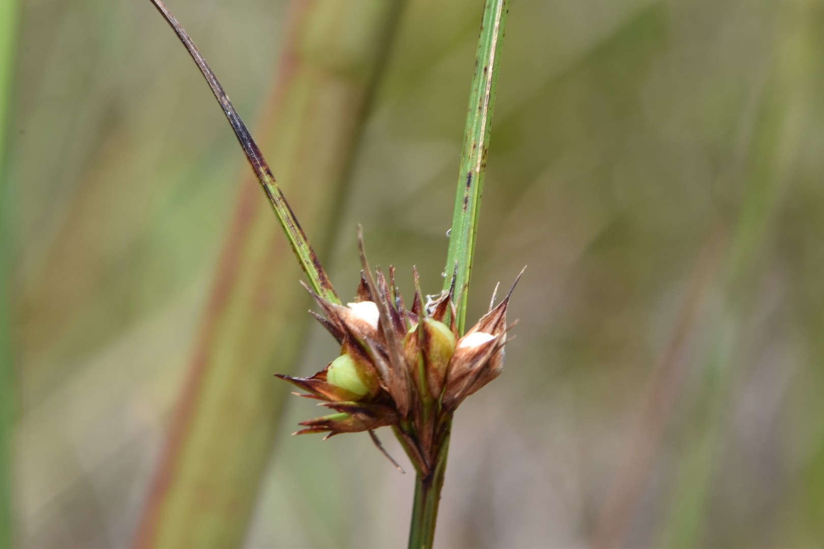 Scleria baldwinii